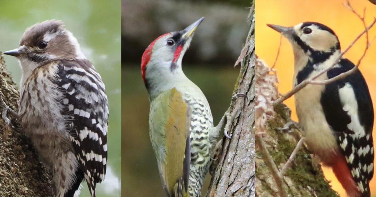 森林を鳴きながら飛び回る野鳥 キツツキの仲間たち｜くまごろう