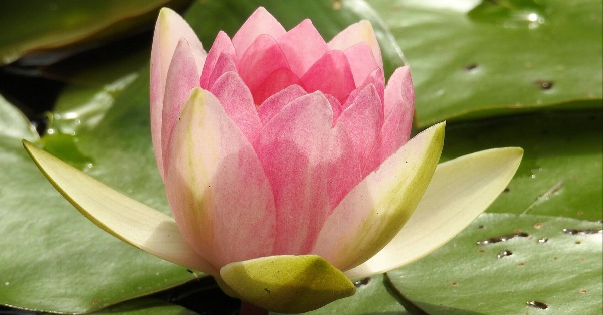 睡蓮 蓮 花 彫刻 木彫 欄間彫刻 寺院 仏閣 インテリア 古美術 和