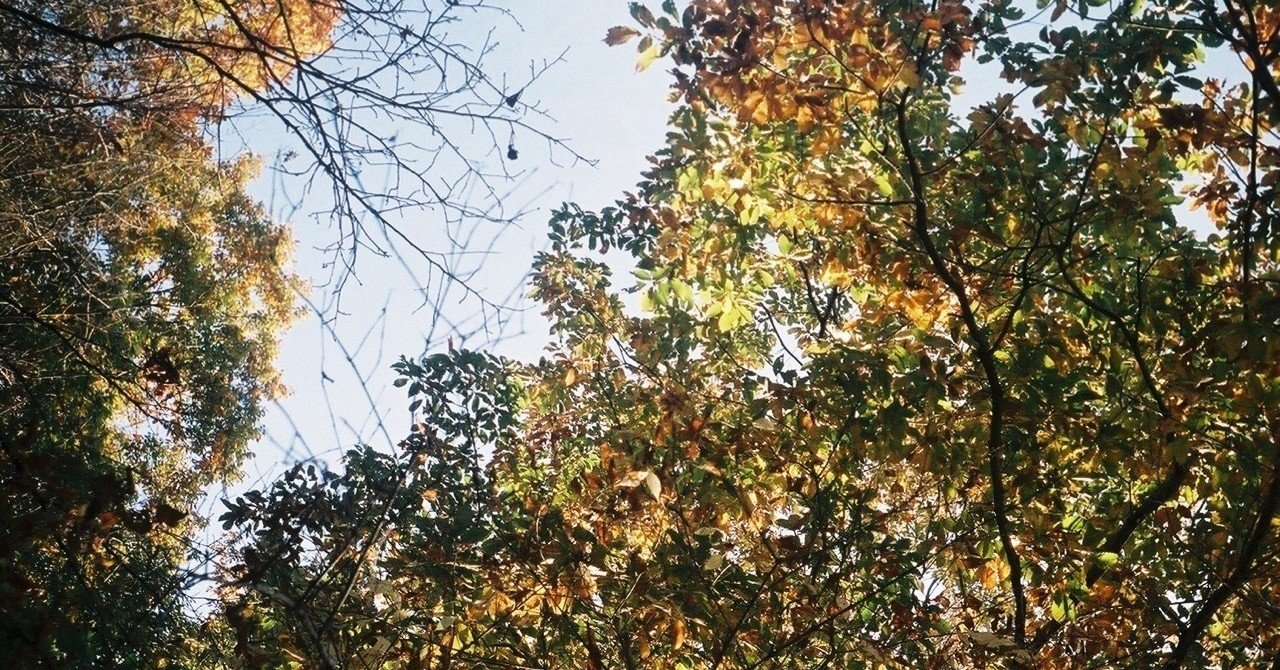 秋と柿の木の記憶 Mii Note 秋と柿の木の記憶 Mii Note