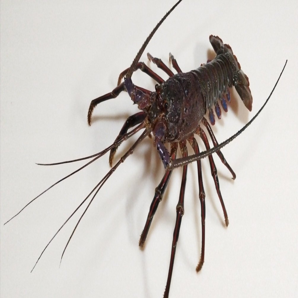 イセエビの抜け殻から剥製を作ってみた｜魚道部！/ 剥製師 力石眞弘