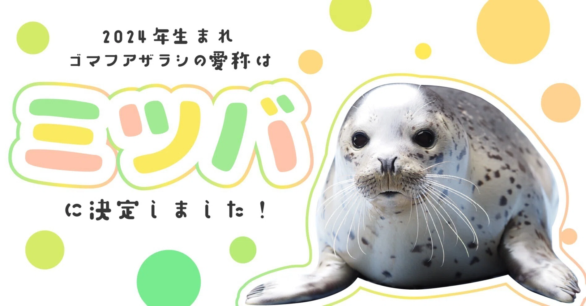 こんにちは ミツバです！｜上越市立水族博物館 うみがたり