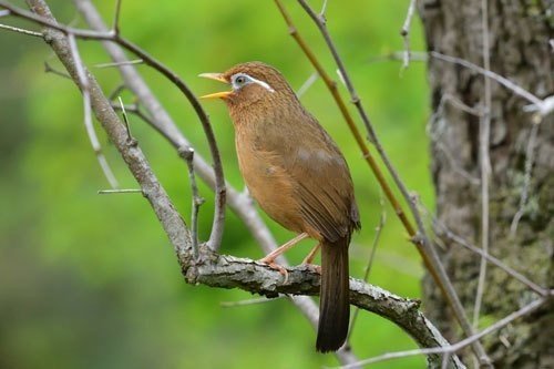 第645回 大声で鳴く野鳥 翆野 大地 Note 第645回 大声で鳴く野鳥 翆野 大地 Note