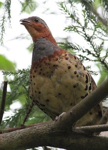 第645回 大声で鳴く野鳥 翆野 大地 Note 第645回 大声で鳴く野鳥 翆野 大地 Note