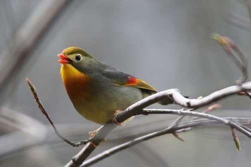 第645回 大声で鳴く野鳥 翆野 大地 Note 第645回 大声で鳴く野鳥 翆野 大地 Note