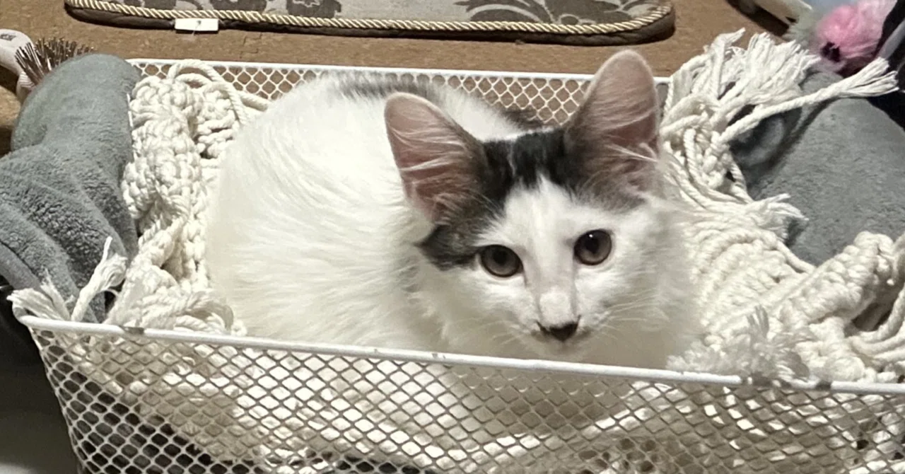 猫写真】ヤンマくんとの思い出｜猫様とごはん