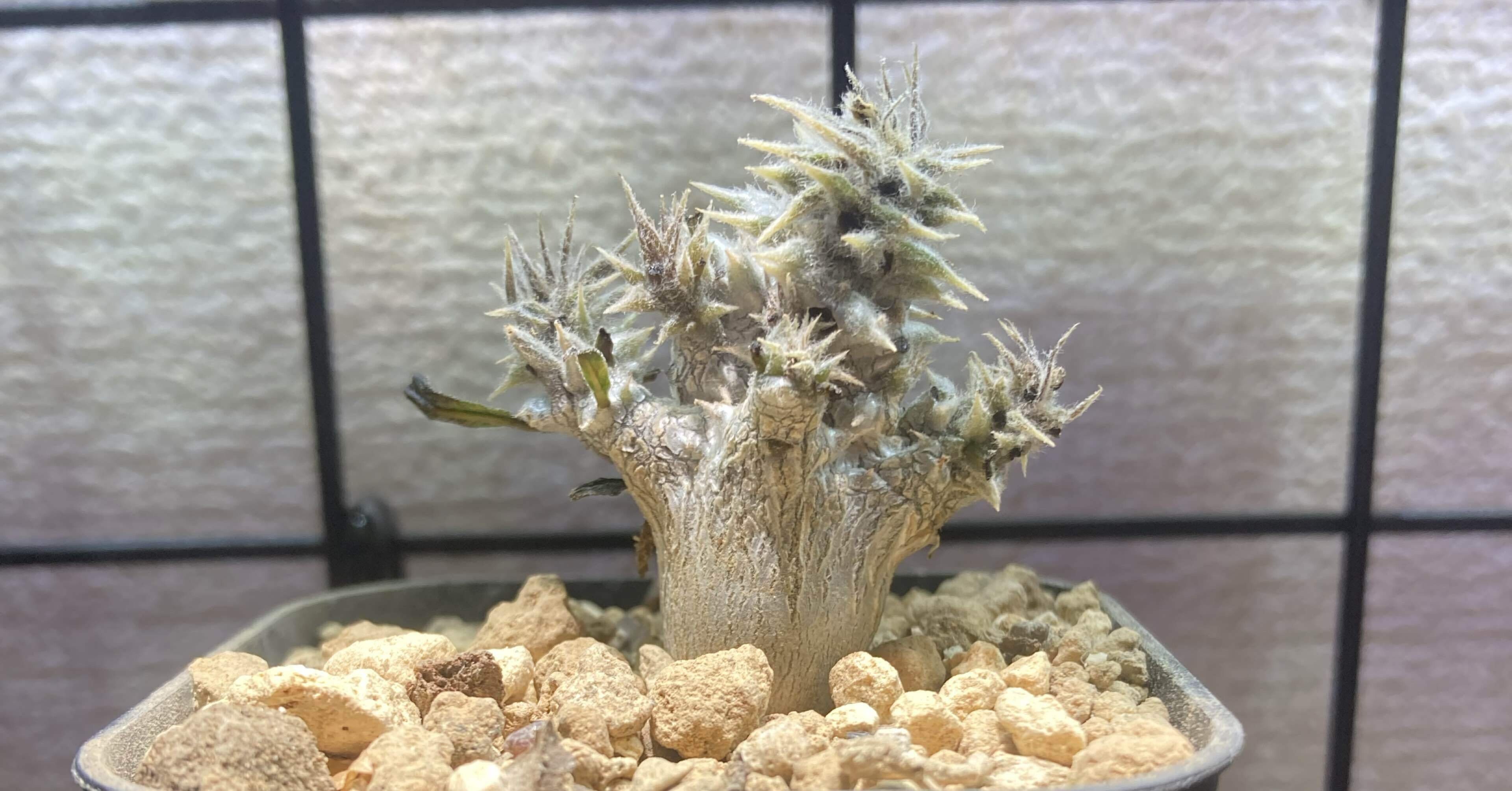パキポディウム・エブレネウム実生5ヶ月｜.plants bless you.