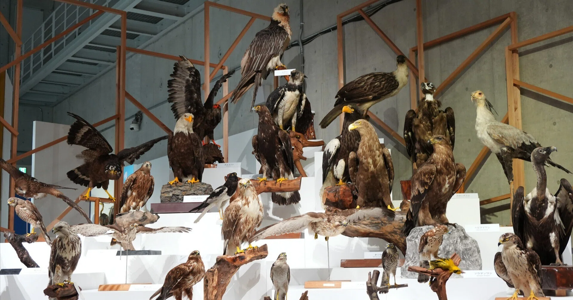 鳥の標本 Amazon.co.jp: 鳥の骨格標本図鑑 改訂版 (BIRDER SPECIAL) : 川上和人