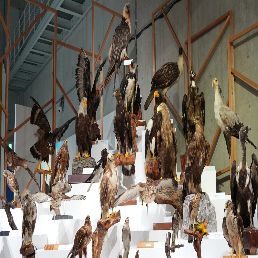 圧巻の標本数と最新研究成果で迫る 特別展『鳥』 ｜日経イベント＆セミナー