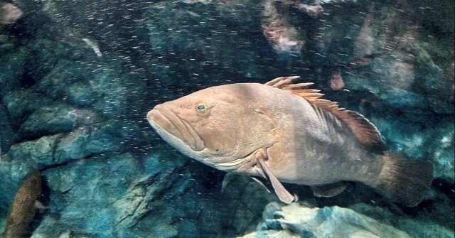 クエ釣りを始めてみる』 狙うサイズとタックル｜rei