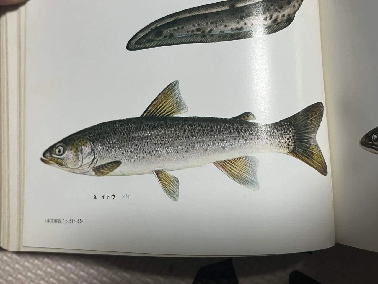 極北の大地と幻の魚〜道北イトウ遠征釣行〜0日目｜田沢寛