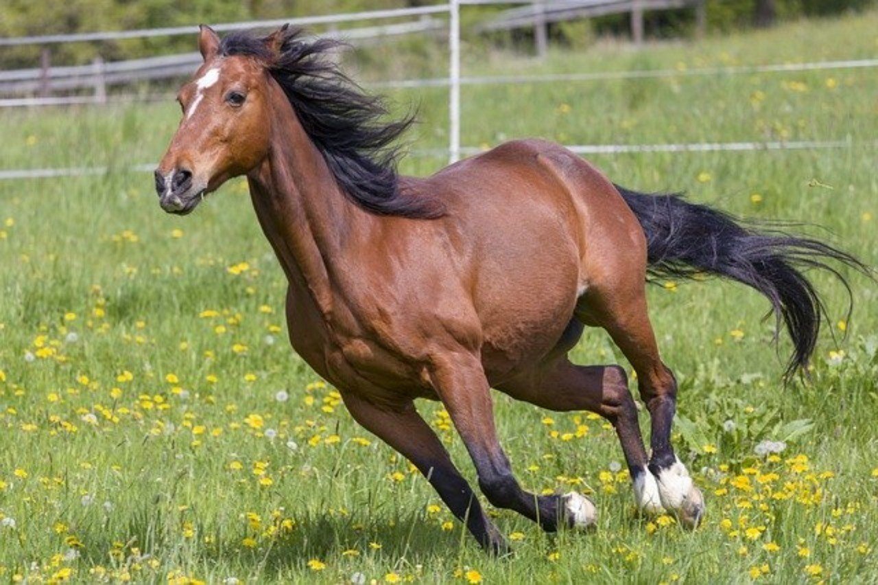 ロードサラブレッドオーナーズ 19年度募集馬 短評 マツリダゴッホ産駒編 一口馬主マスターb Note