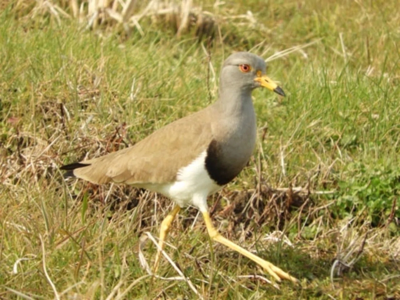 第646回 ケリ 鳧 計里 水札 翆野 大地 Note
