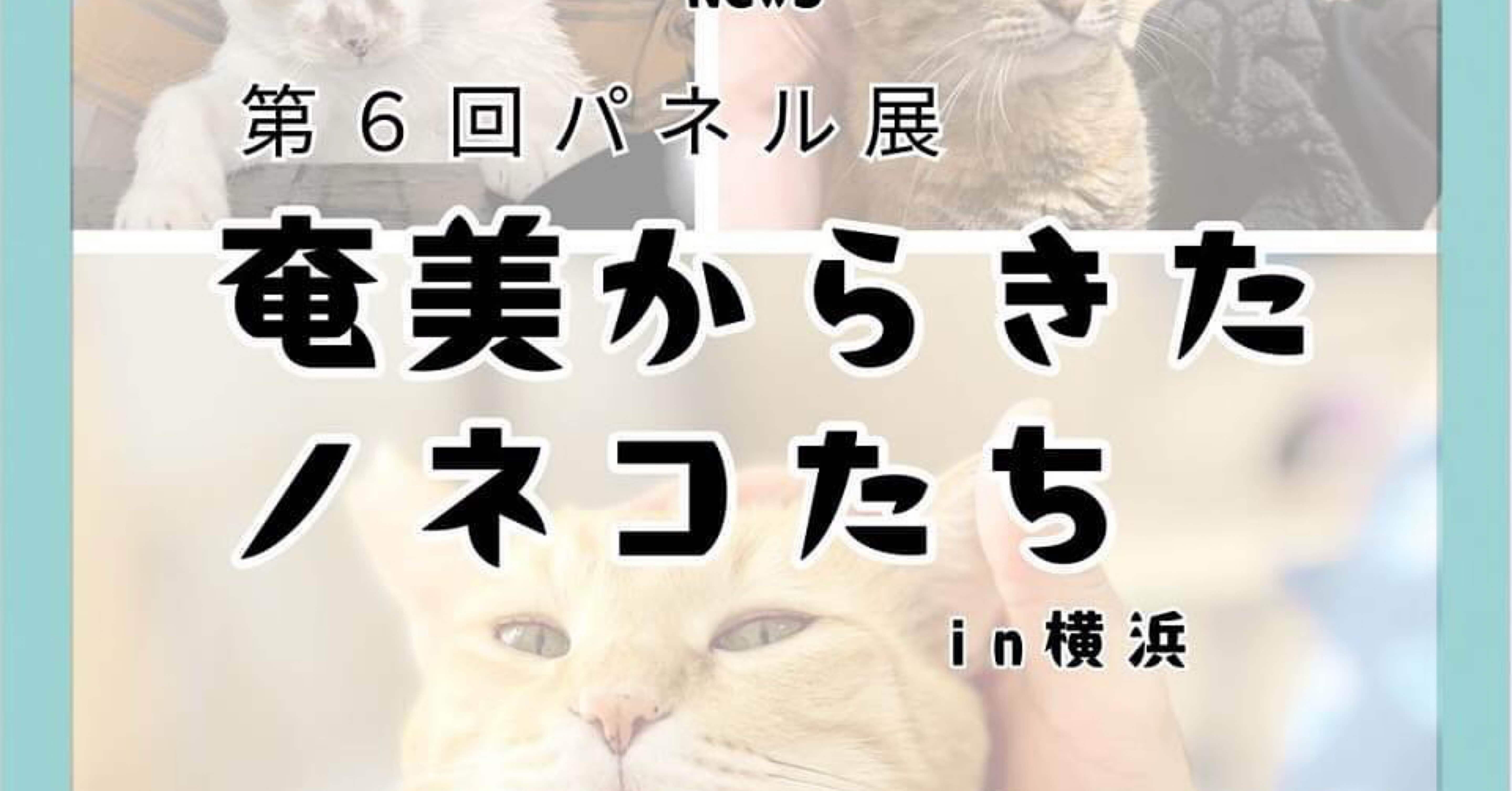 3連休は奄美のねこパネル展へ｜保護猫ボランティア｜むーちゃんママ