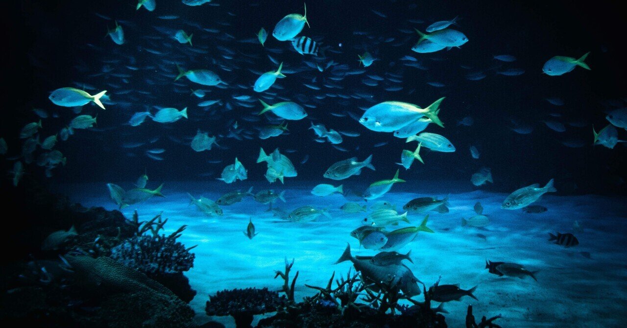 no.0167 海の底 泳ぐスイミー 【公式通販】