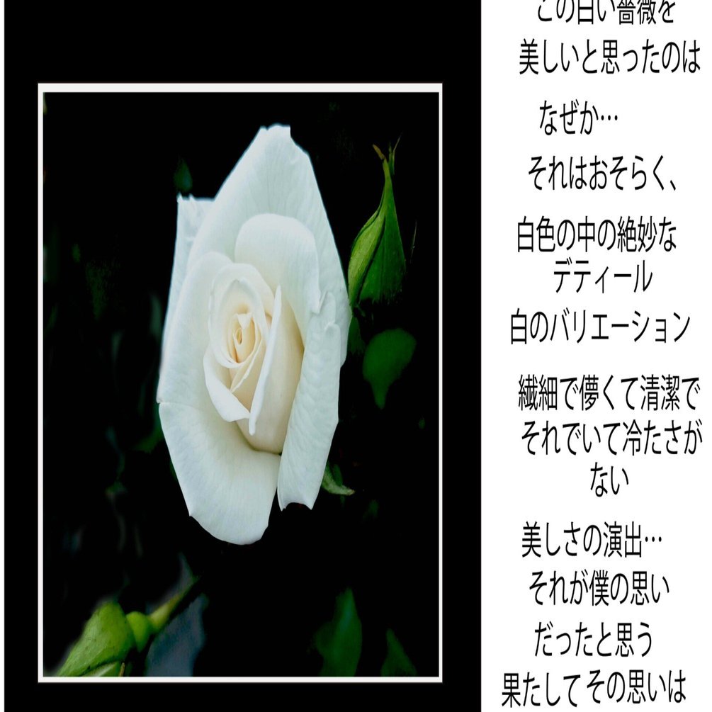 スマホカメラを愉しむ 白い薔薇 この白い薔薇を美しいと思ったのはなぜ