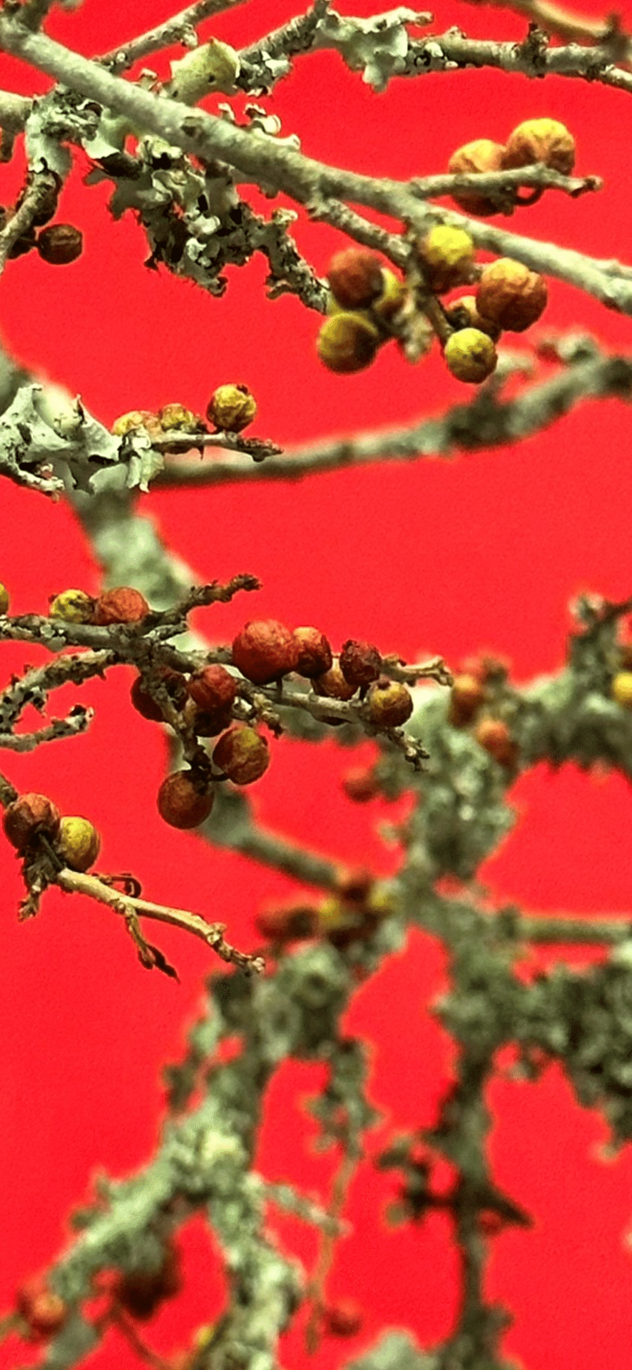 ウメノキゴケ 『華道未生流展』で出会った植物たち｜EGGSEED