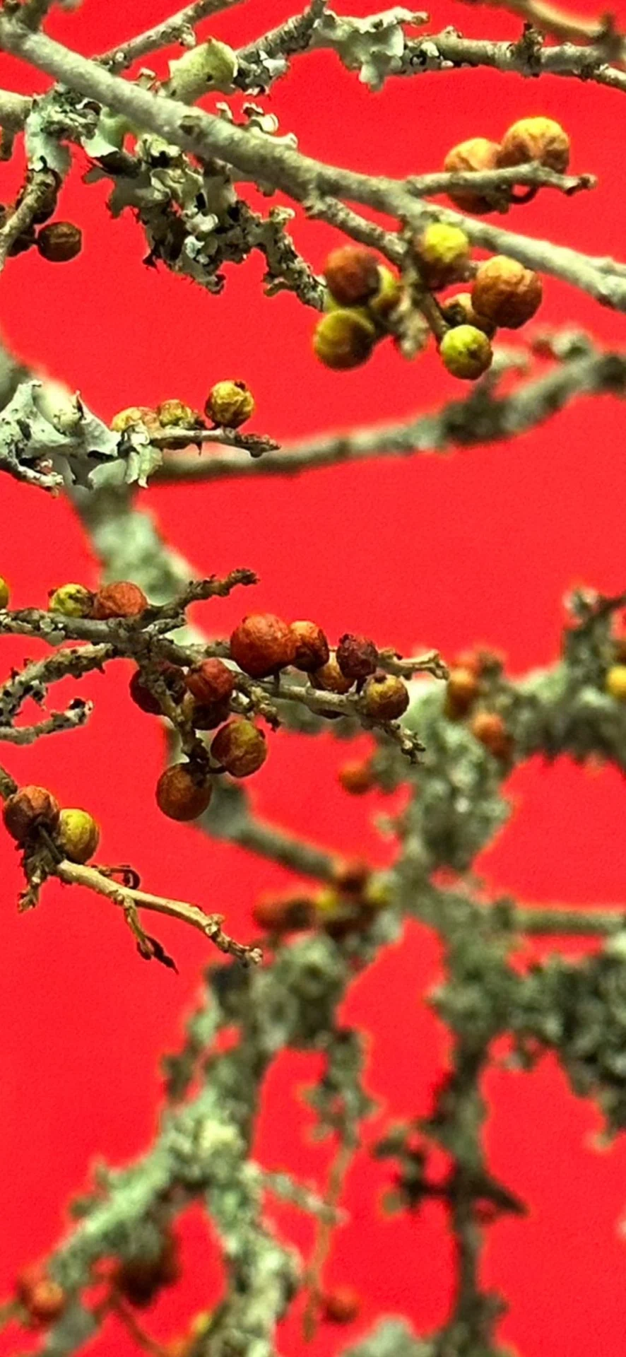 ウメノキゴケ 『華道未生流展』で出会った植物たち｜EGGSEED