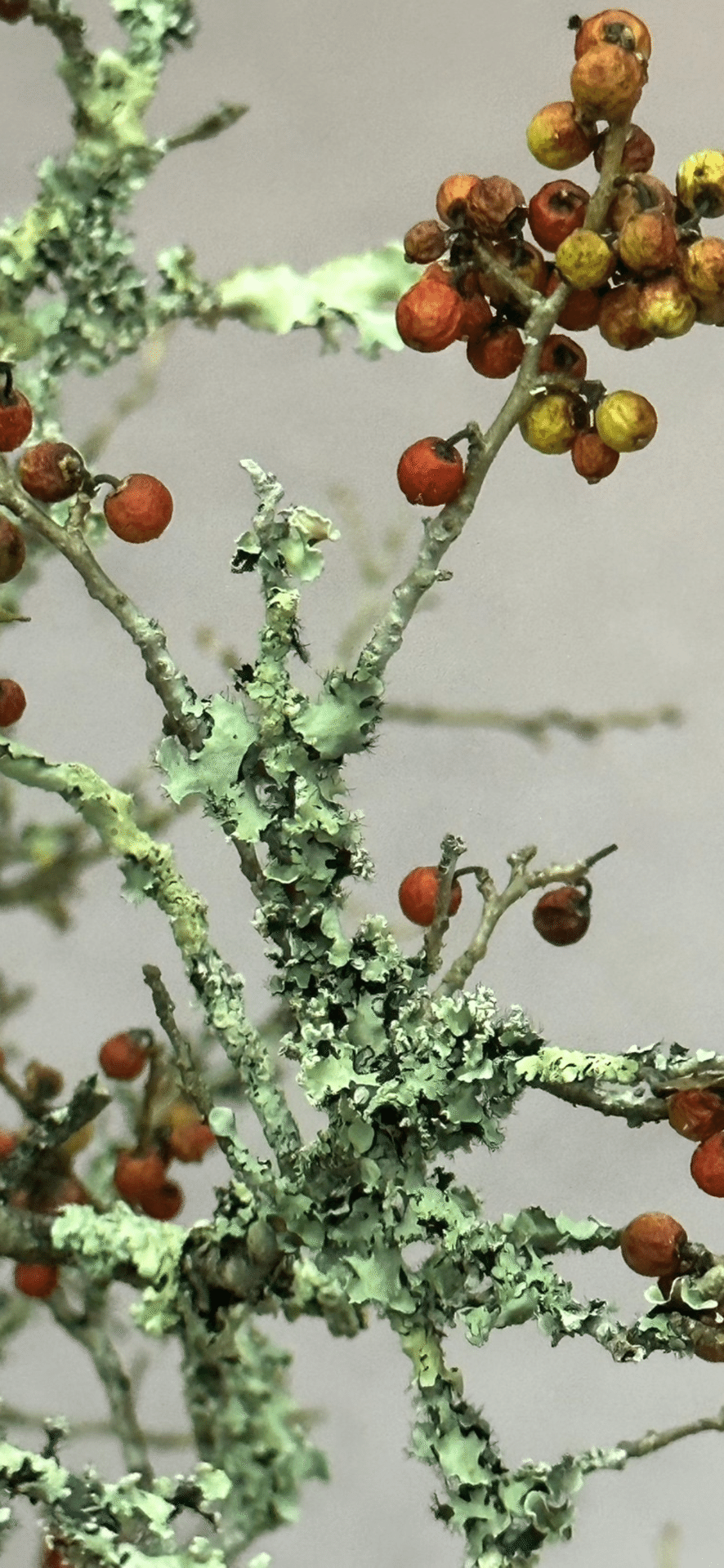 ウメノキゴケ 『華道未生流展』で出会った植物たち｜EGGSEED