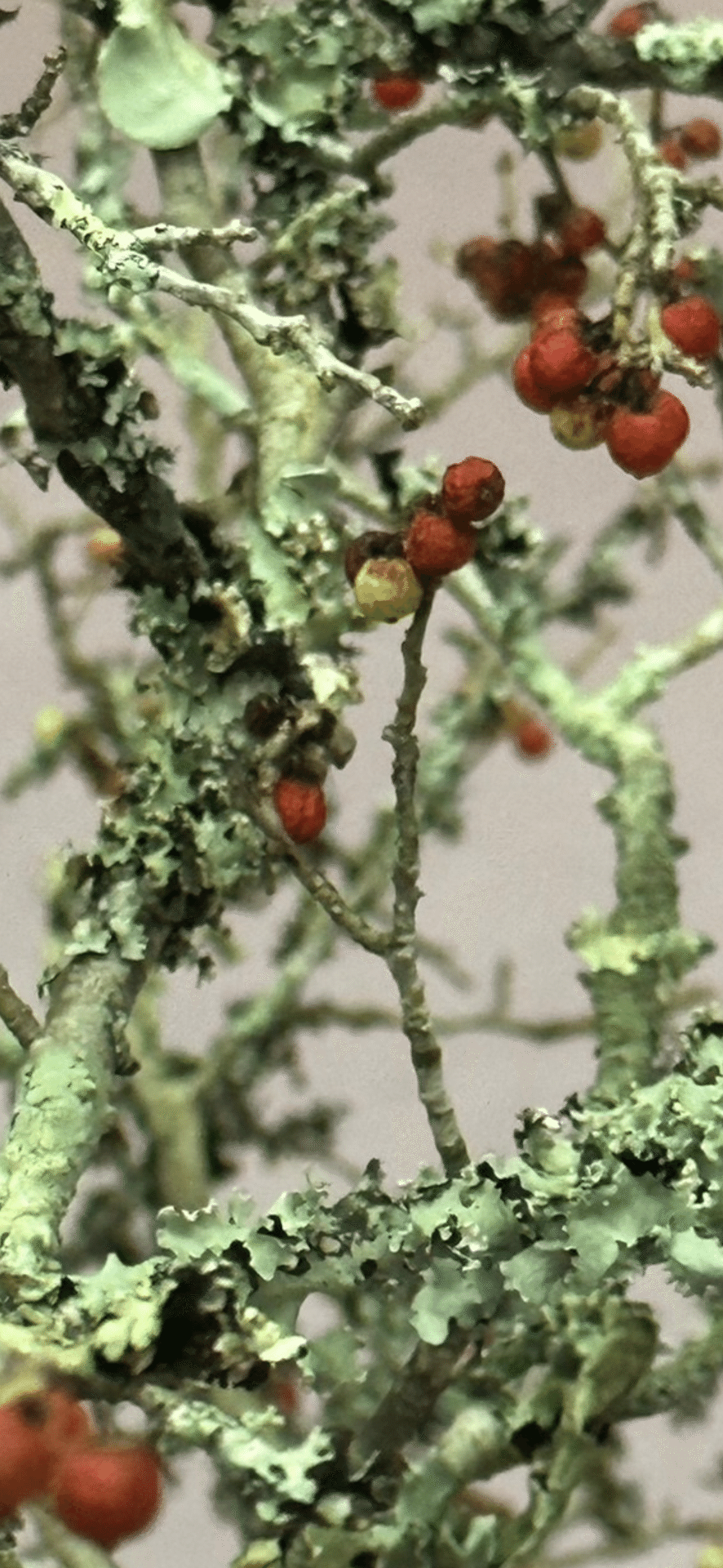 ウメノキゴケ 『華道未生流展』で出会った植物たち｜EGGSEED