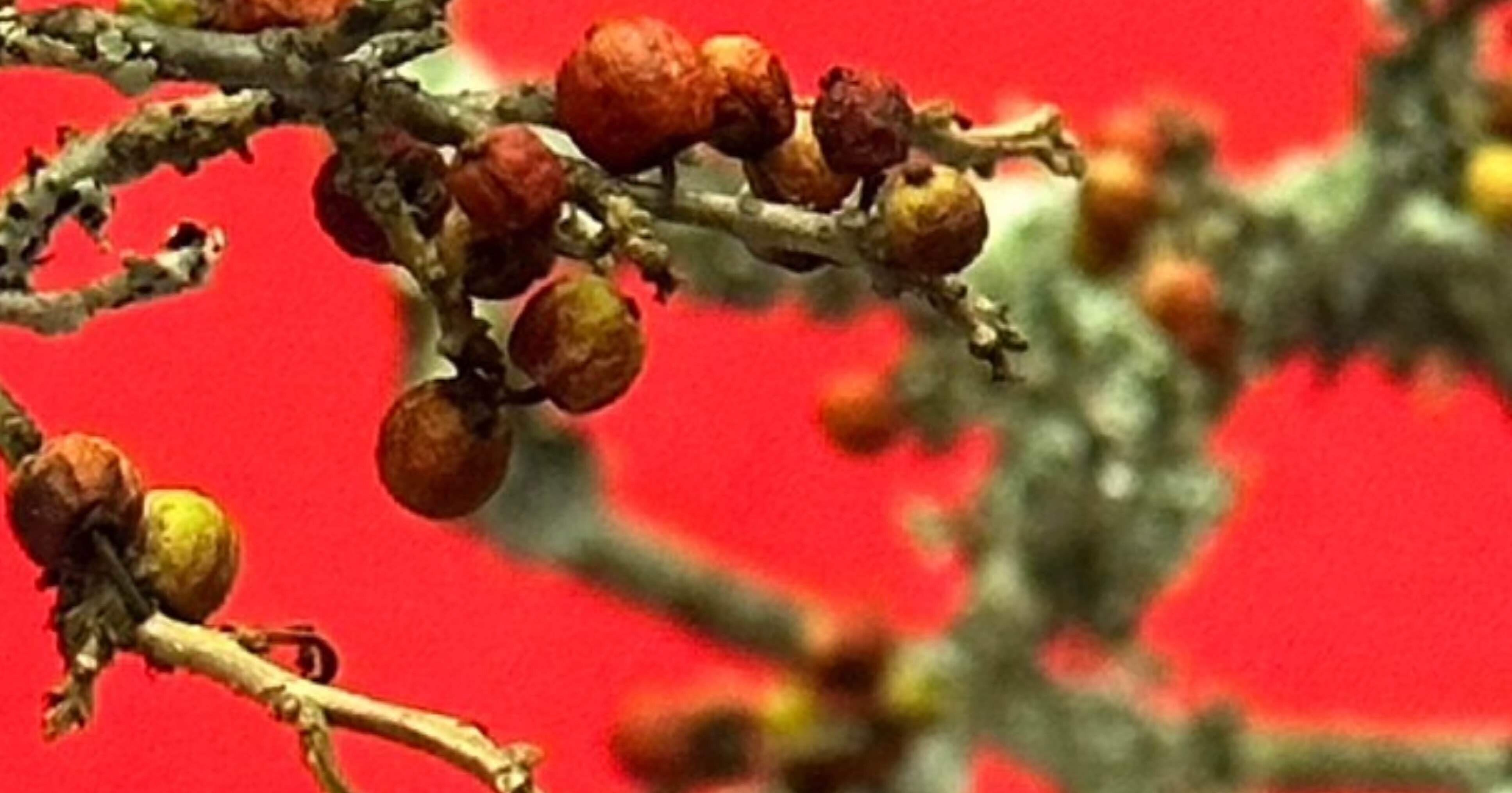 ウメノキゴケ 『華道未生流展』で出会った植物たち｜EGGSEED