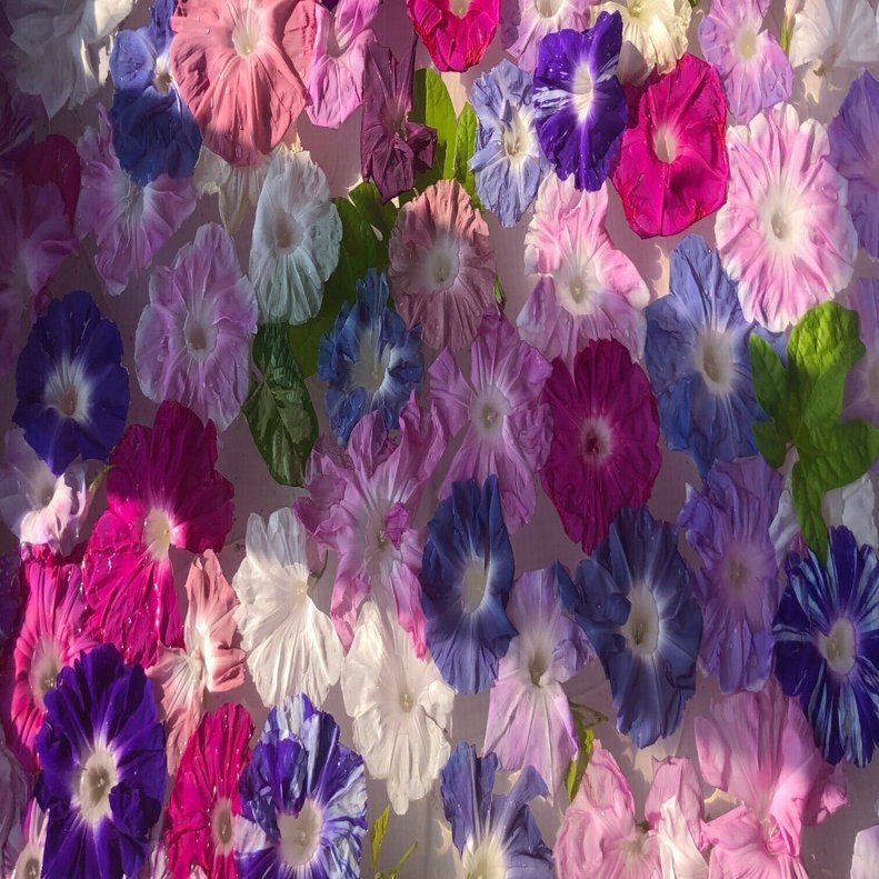 はな・物語 巻ノ七・アサガオ｜新井裕之（StudioA）