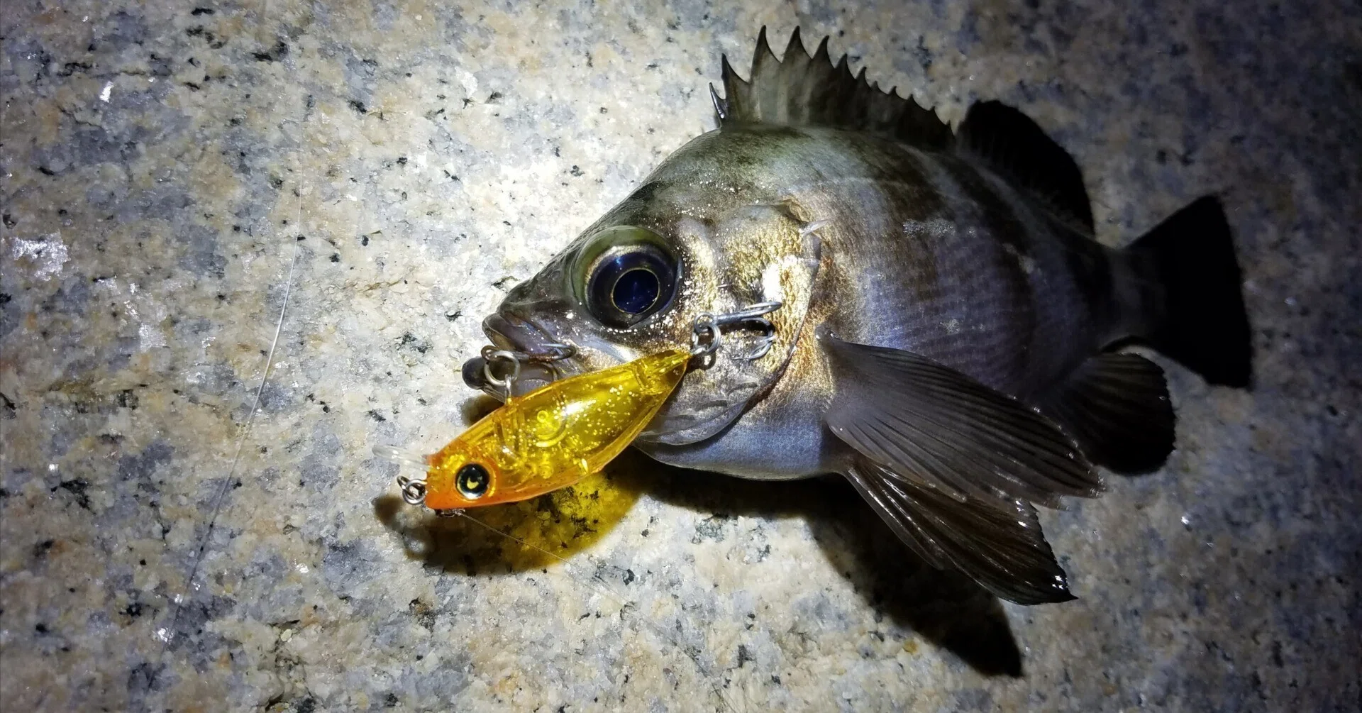 25 個人的にオススメ！ メバルプラグ｜新屋 夏海｜釣りで思考を磨く