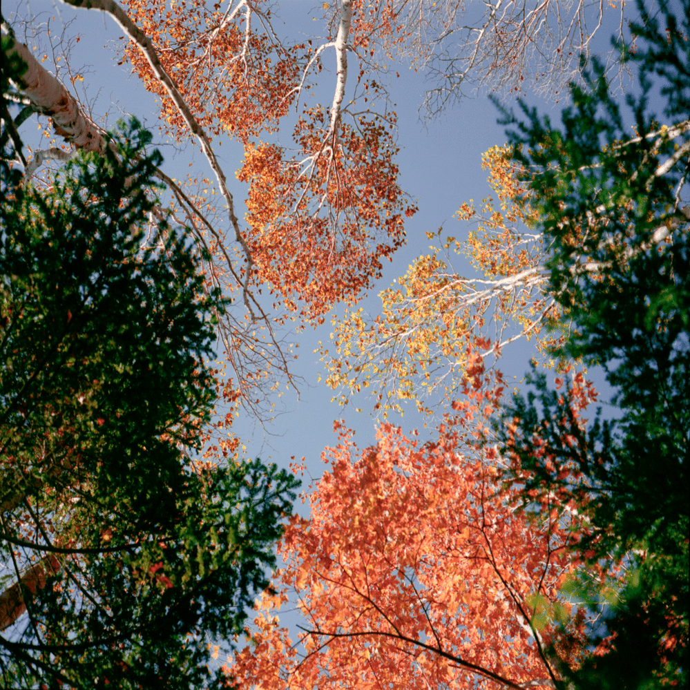 アウトドアにPLAUBEL Makina 67を持っていったらどんな写真が撮れた