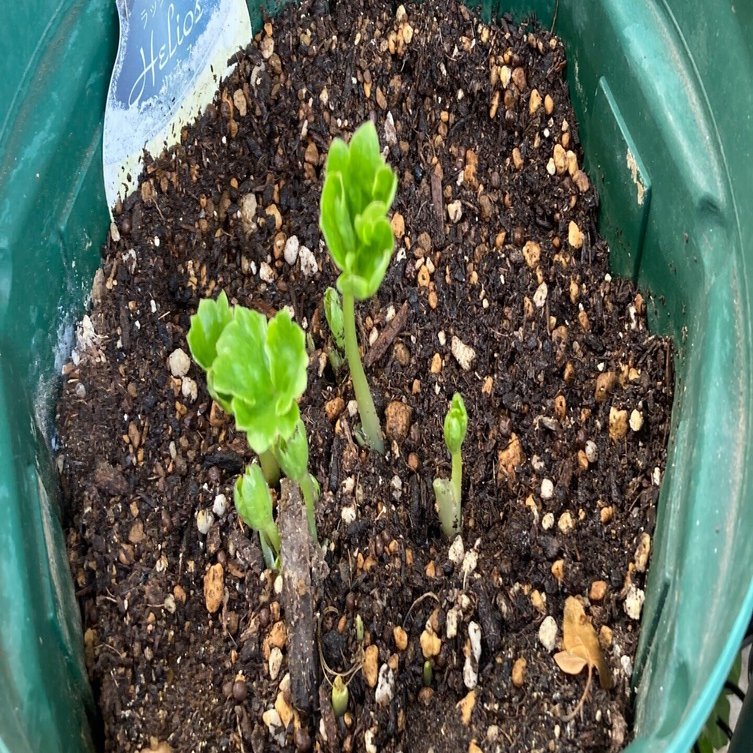 ラナンキュラスラックスの芽出し｜1969kao1988hana