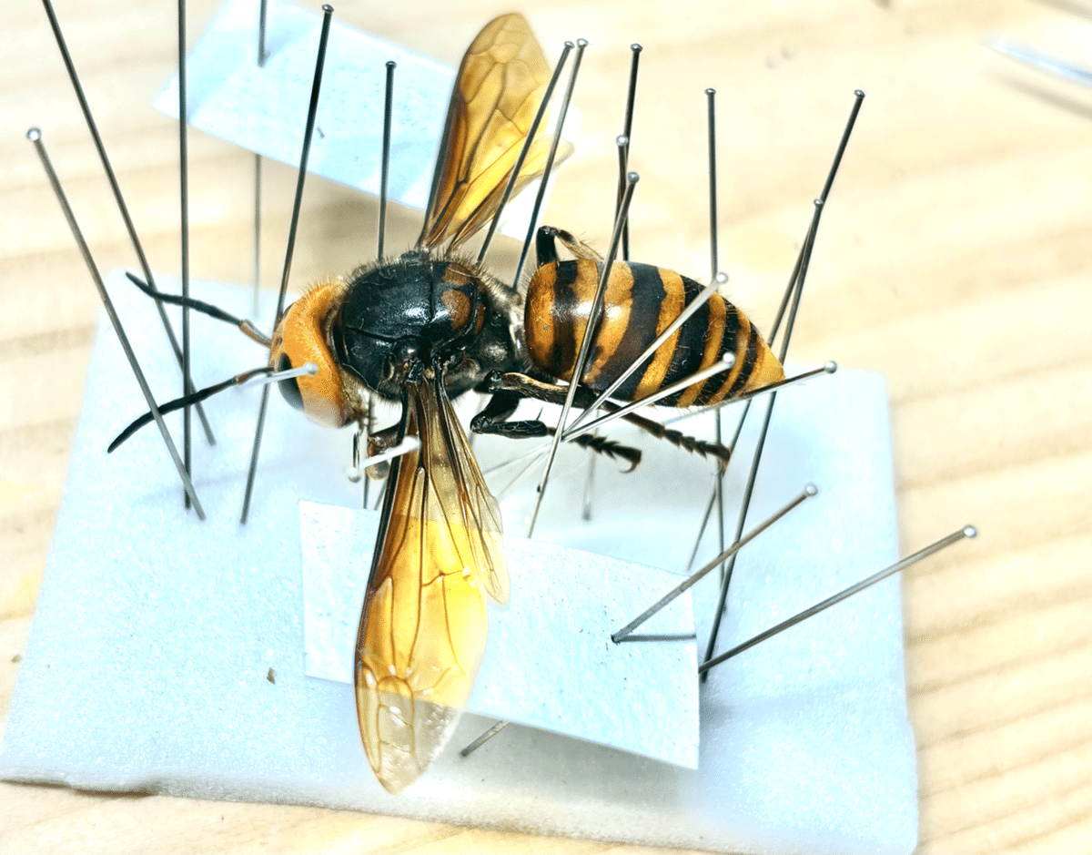 丹沢山麓庵通信vol.6.3｜舘野鴻 アトリエ丹沢山麓庵