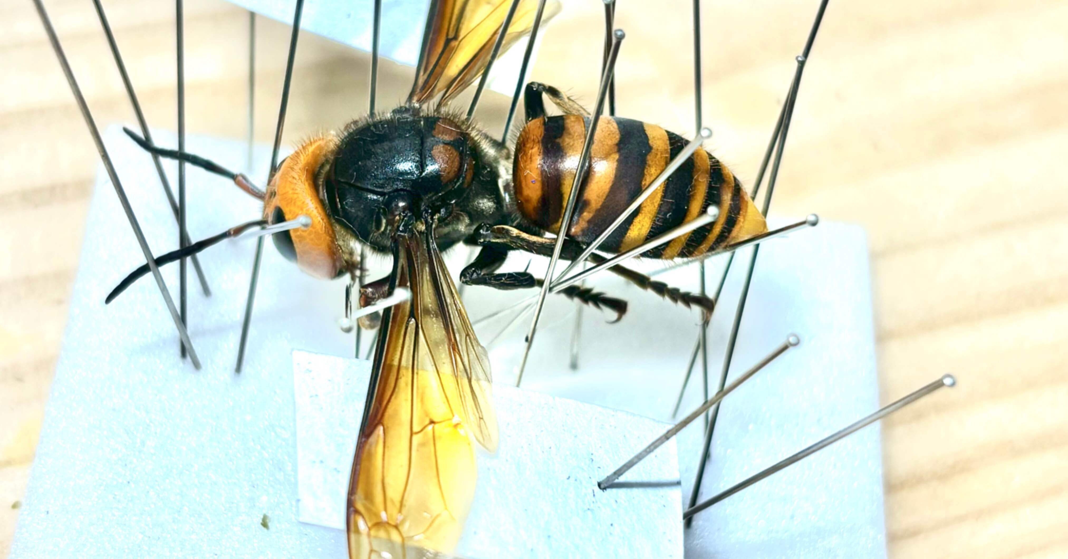 丹沢山麓庵通信vol.6.3｜舘野鴻 アトリエ丹沢山麓庵