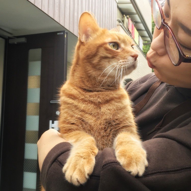 ネコがいると、かわいくて思わず抱っこします。抱っこすると、かわいくて思わずちゅーします。それがボクとチビのママ。