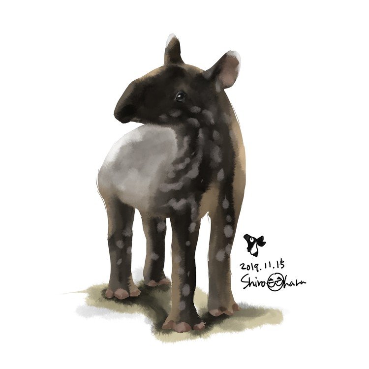  久しぶりに公式のアカウントをのぞくと、アルくんはすっかりお兄ちゃんに。ついこの間まで、飼育員さんに抱っこされていた瓜坊だったのに。まめに描かないと成長を見逃します。 #東武動物公園 #マレーバク #tapir #illustration  #animal #art #イラスト 