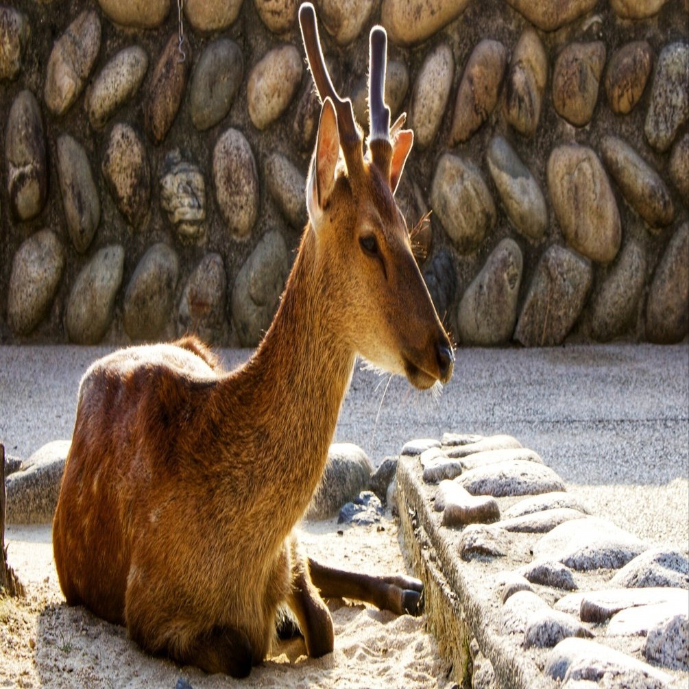 ブレンデッドモルト風のシングルモルト『宮ノ鹿』｜チャーリー