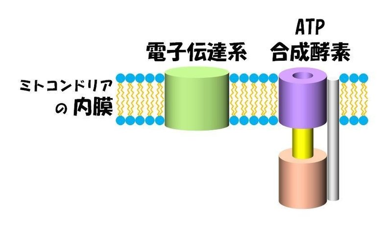 001_ポンプと合成酵素