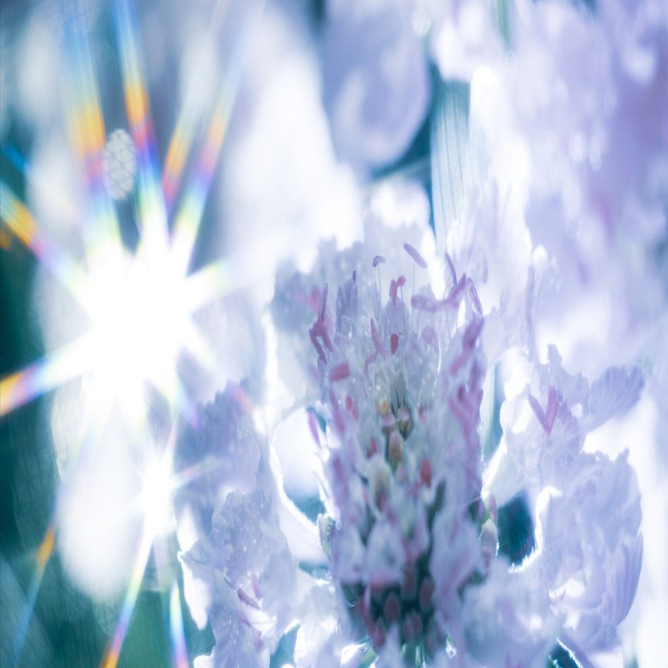 薄紫の氷花 スカビオサ｜タキツネ | 花の写真を撮ります