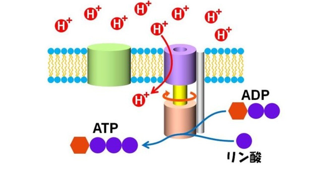 細胞のエネルギー源「ATP」が作られるしくみを、思いっきりシンプルに書いてみる｜はなさん@生物のしくみを解説
