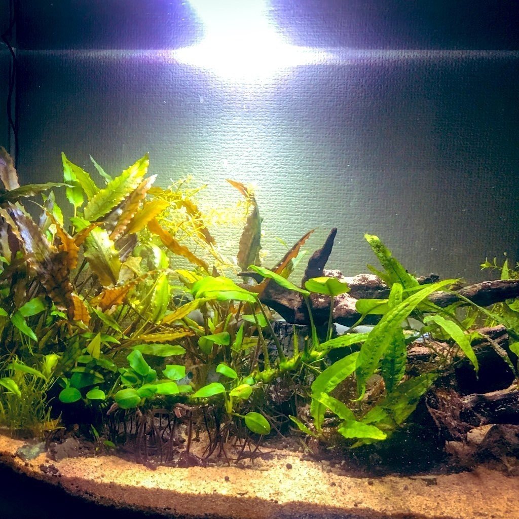 アクアリウム四年目である 麻草 郁 Note