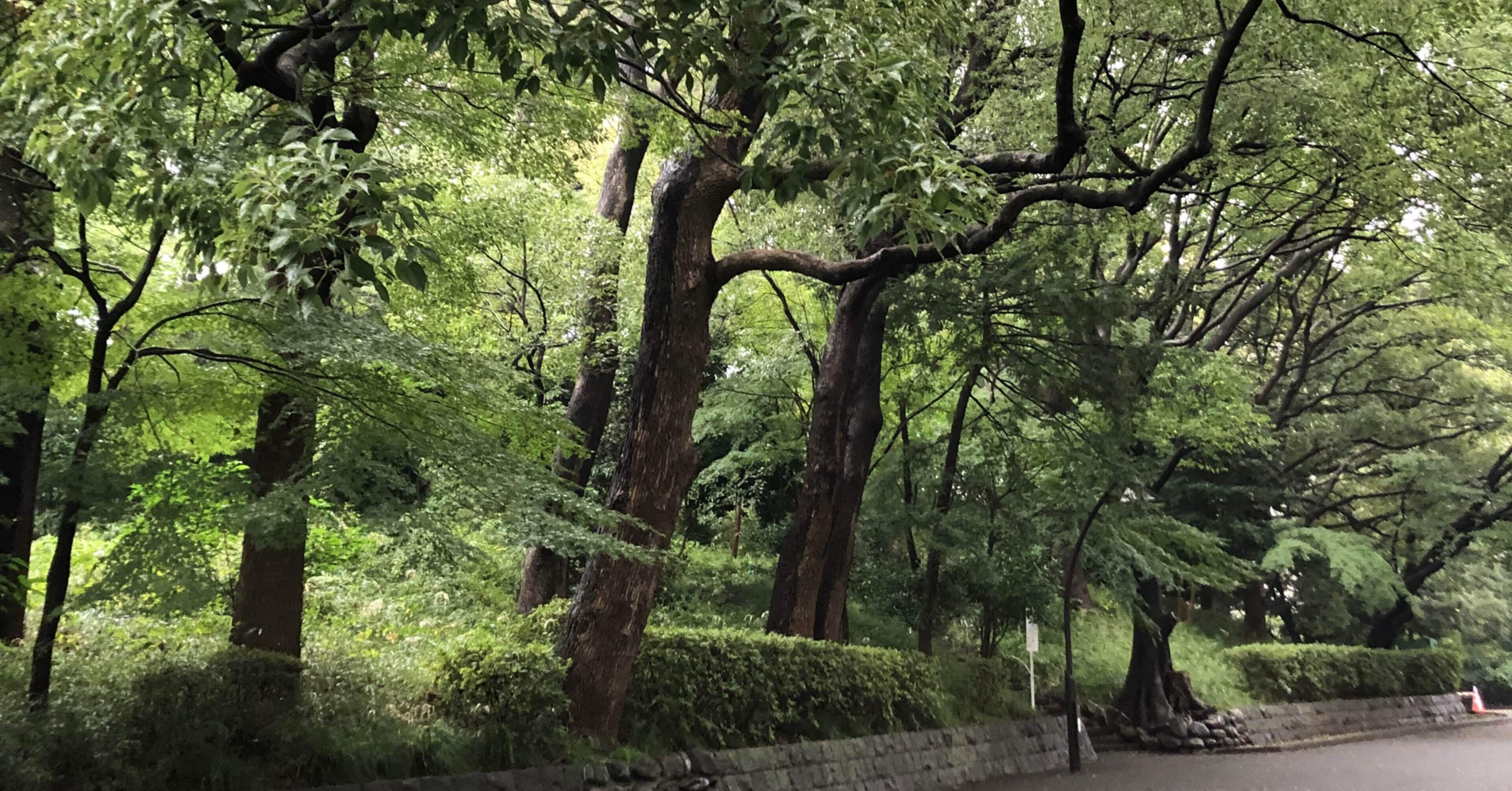 3行日記】雨の上野公園（2024/11/2）｜ほんのよこみち