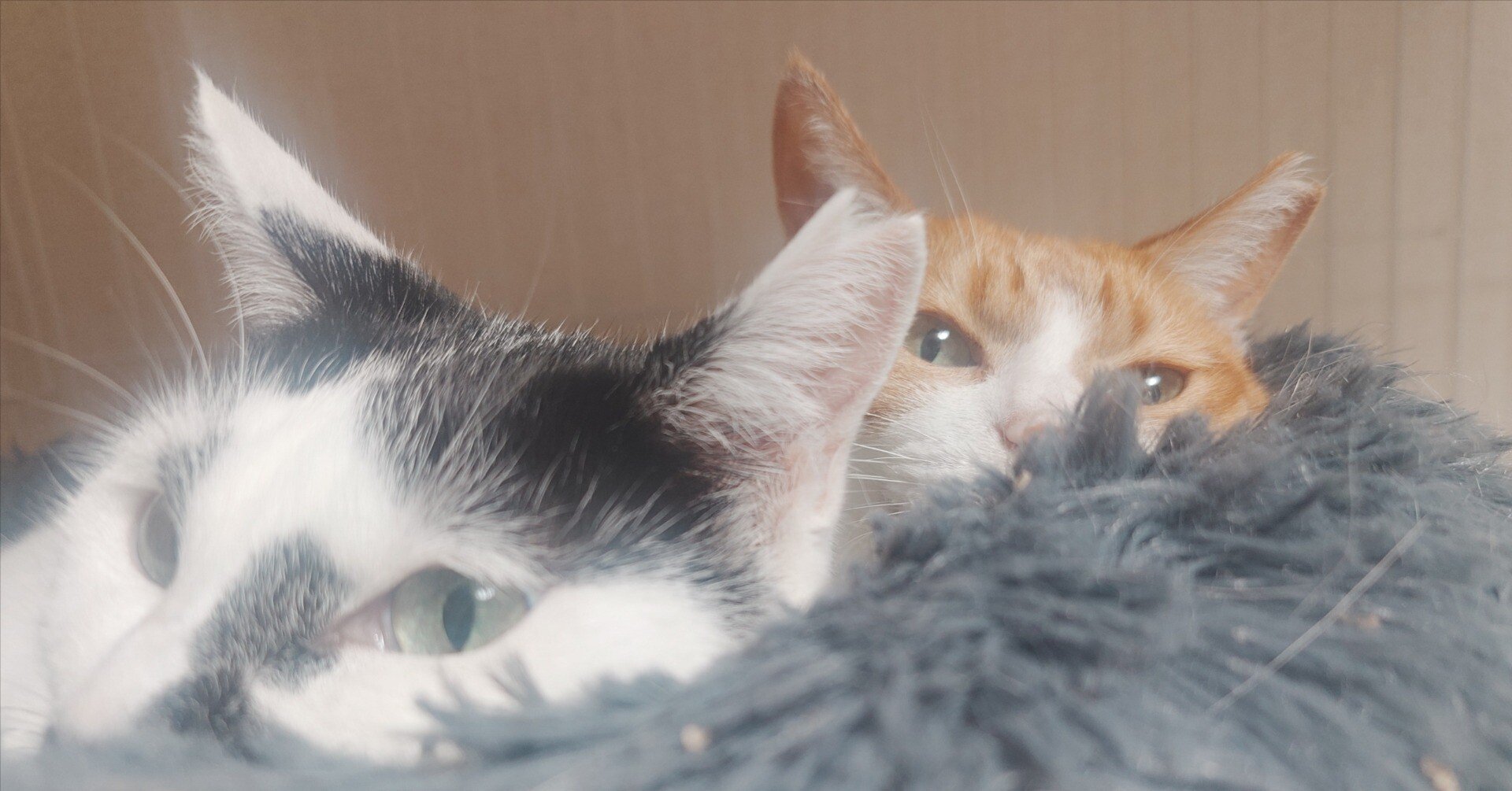 11月…。この子らが来て4年。野良猫にさわりたい！仲良くなるための方法