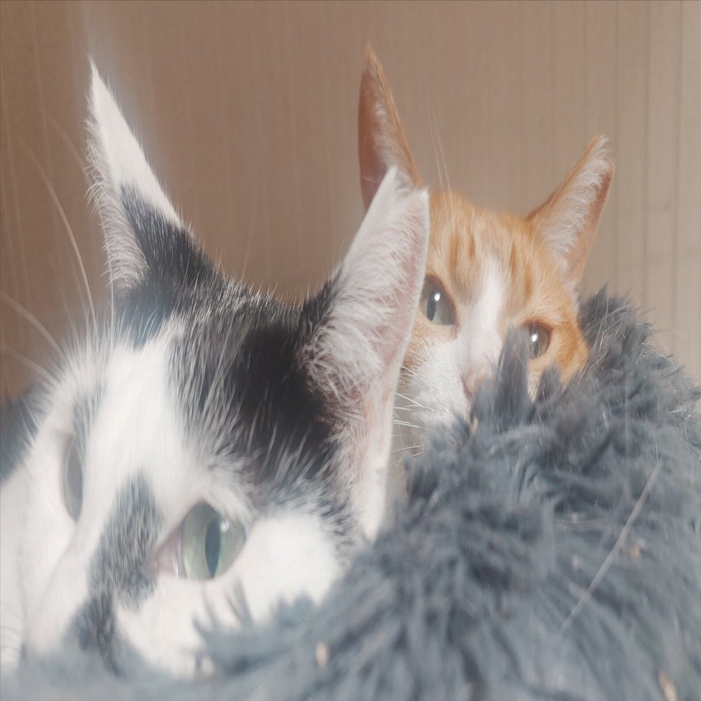 11月…。この子らが来て4年。野良猫にさわりたい！仲良くなるための方法