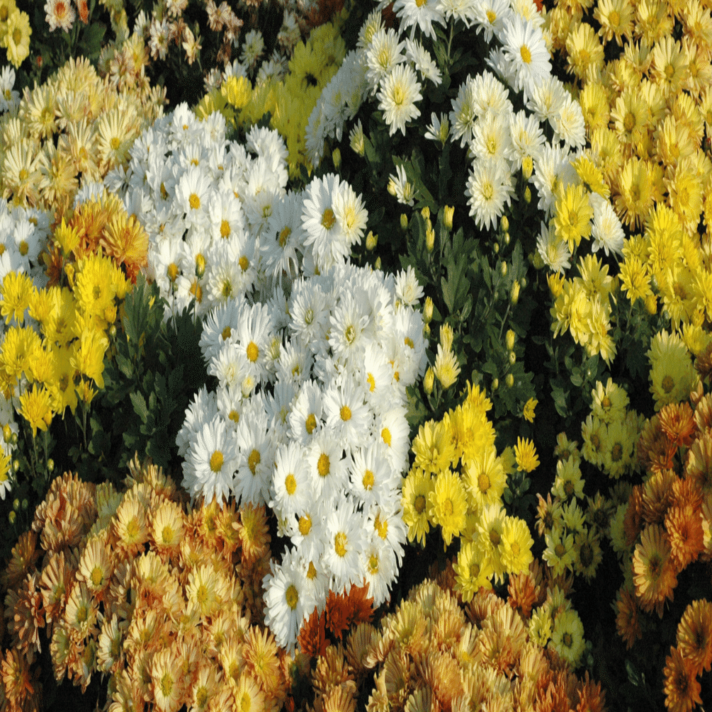 はな・物語 巻ノ九・キク｜新井裕之（StudioA）