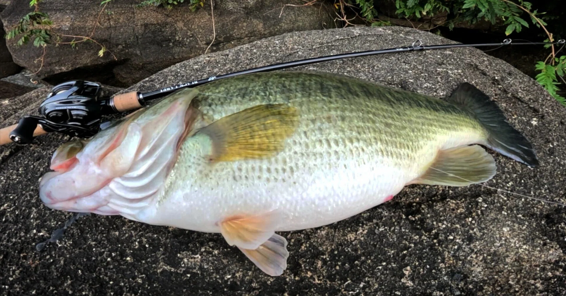 Lake Biwa] Catching a monster-class bass while bank fishing in the