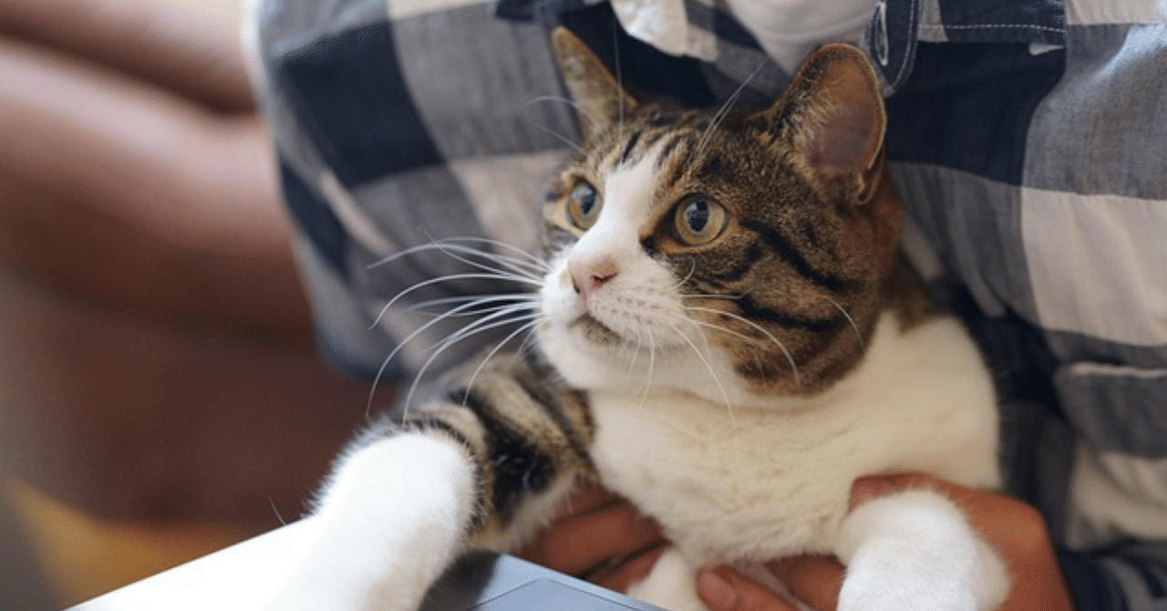 毎度さまでした｜カワコ 