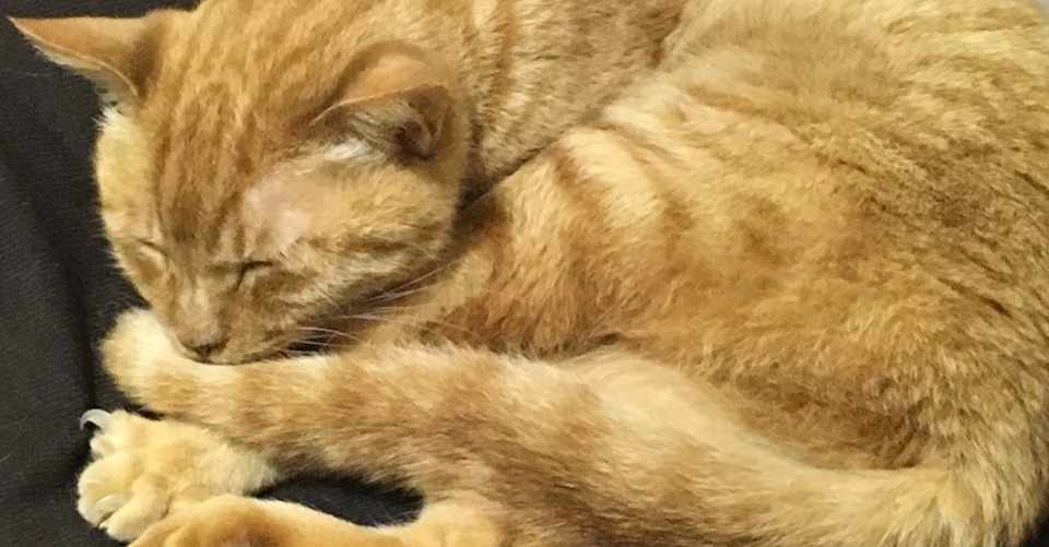 猫と冬の関係 菊子 Note