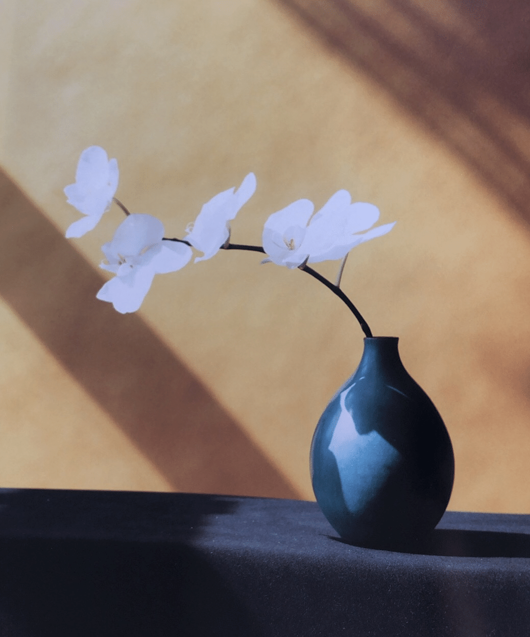 ロバートメイプルソープの花｜ベア