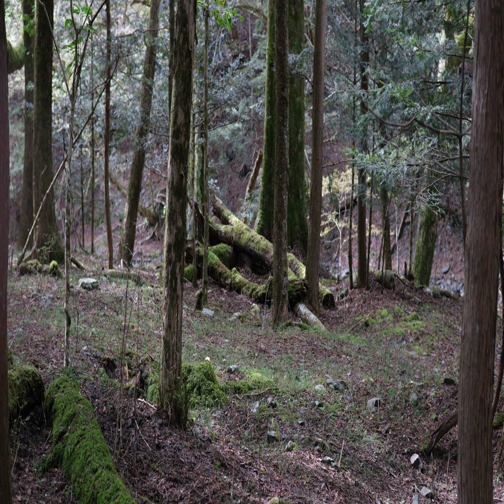 X-T5持って小菅村でちょっと散歩｜ytkampf_fps0