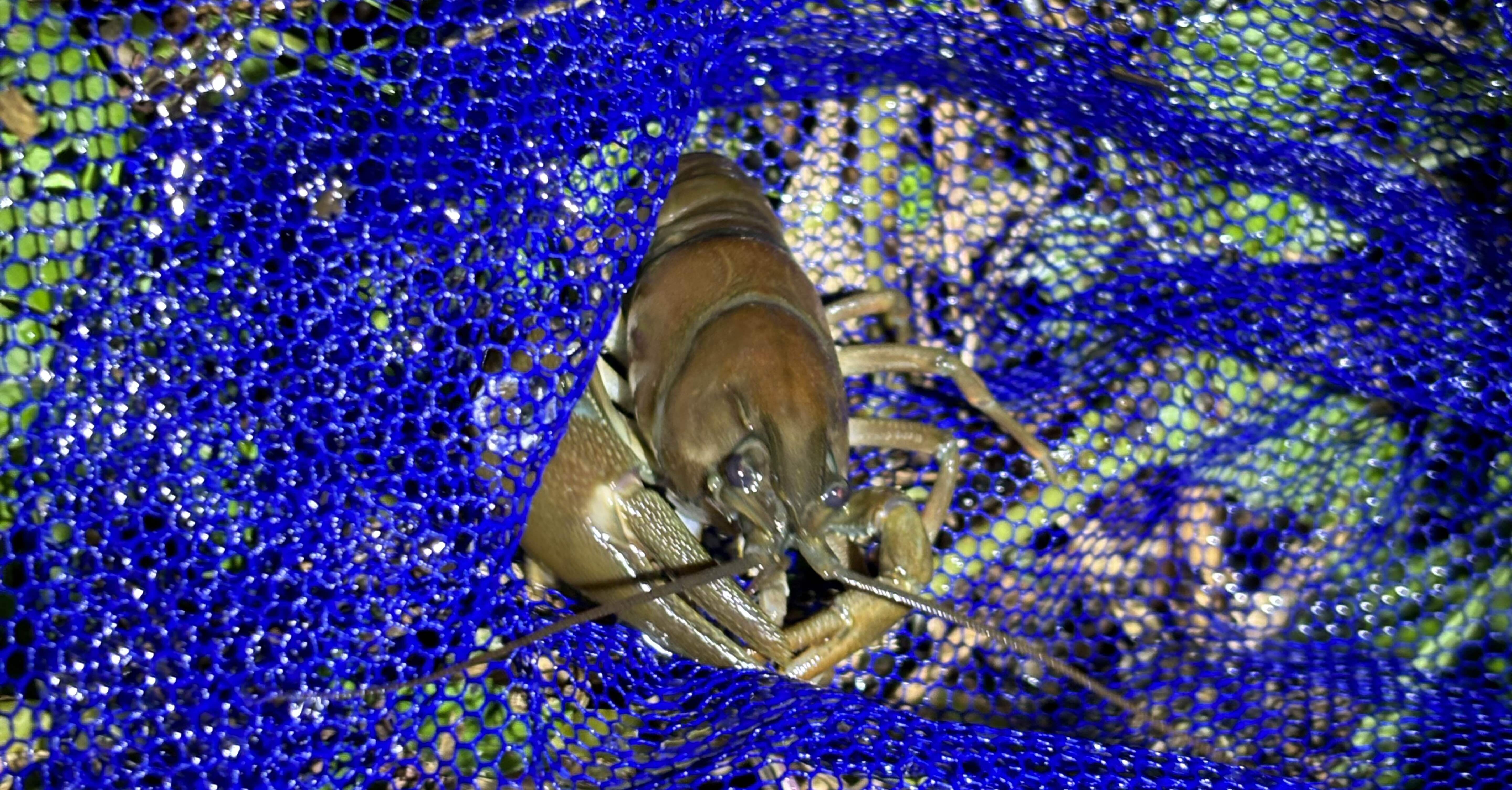 週末遠征｜特定外来生物ウチダザリガニを求めて①｜カジキ（本名）