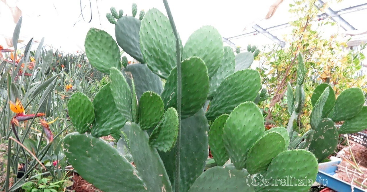 瓜二つ ウチワサボテン｜極楽鳥花植物園