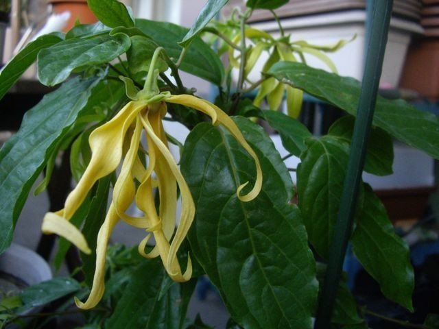 週末投稿 つれづれ有用植物 06 バンレイシ科 イランイラン Pingubanana Note