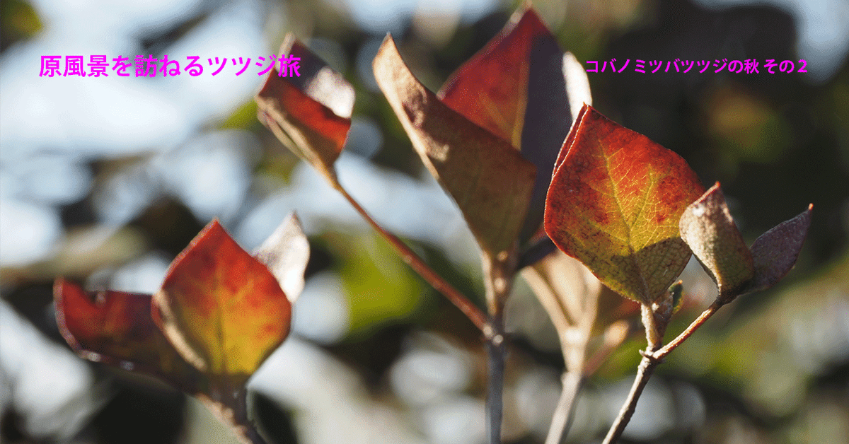59．コバノミツバツツジの秋 その2｜sasayan
